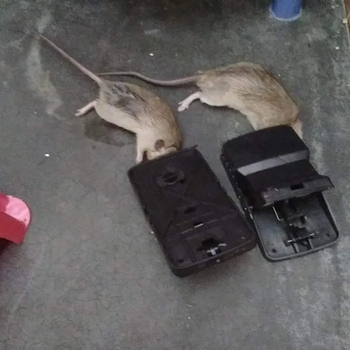 Rat Trap Pest Control Mouse - Image 5