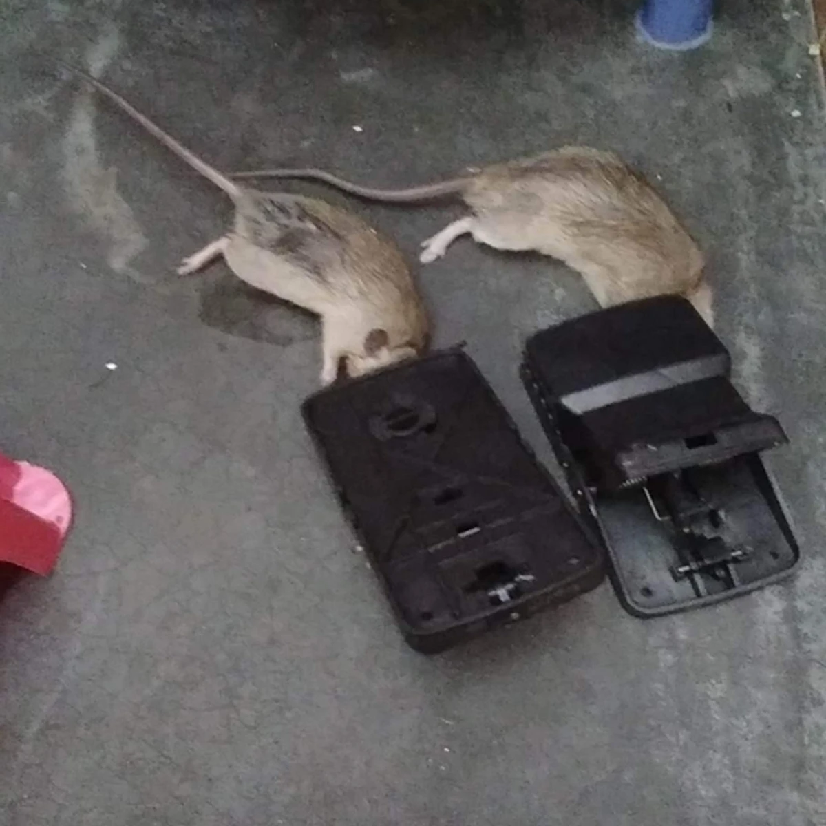 Rat Trap Pest Control Mouse